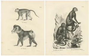 C. C. Last, Macaque, Mandrill & Dikbuik Monkeys, Lithographs, 1836, Set of 2