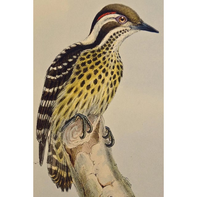 Realism Woodpeckers, Sonnerat's Pygmy: A 19th C. Gould Hand-Colored Lithograph, 1850 For Sale - Image 3 of 6