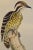 Realism Woodpeckers, Sonnerat's Pygmy: A 19th C. Gould Hand-Colored Lithograph, 1850 For Sale - Image 3 of 6