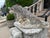 1970s Pair of Weathered French Cement Dolphin Fountain Spouts, Circa 1970s For Sale - Image 5 of 16