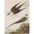 1960s 1966 Vintage Farmhouse Cottage Print "Long-Tailed Jaeger" After John James Audubon For Sale - Image 5 of 8