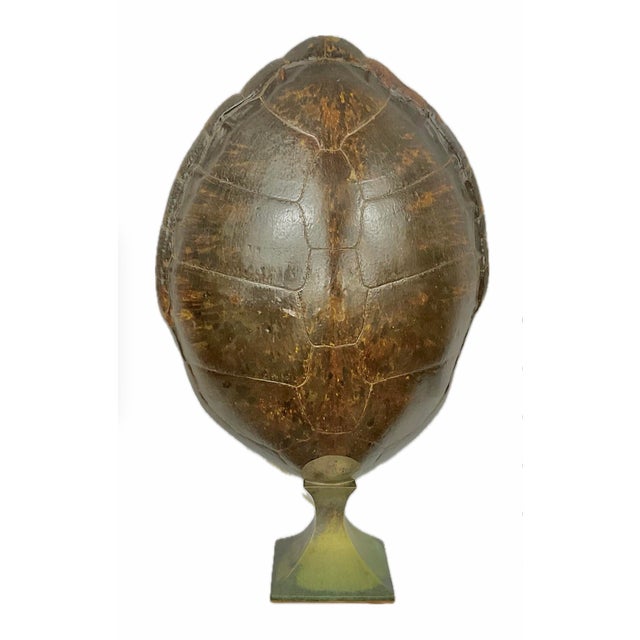 Monumental Natural Antique Turtle Carapace Shell Lamp For Sale - Image 4 of 15