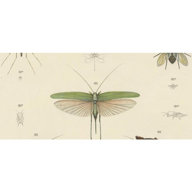 Large Antique Entomology Poster of Dragonflies, Crickets and Flies by M. Frohlich-Schlereth and Bannwarth, 1880s For Sale - Image 6 of 10