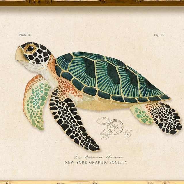 Contemporary Contemporary Reproduction of Vintage "Green Sea Turtle" Giclee Print, Framed For Sale - Image 3 of 4