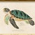 Contemporary Contemporary Reproduction of Vintage "Green Sea Turtle" Giclee Print, Framed For Sale - Image 3 of 4