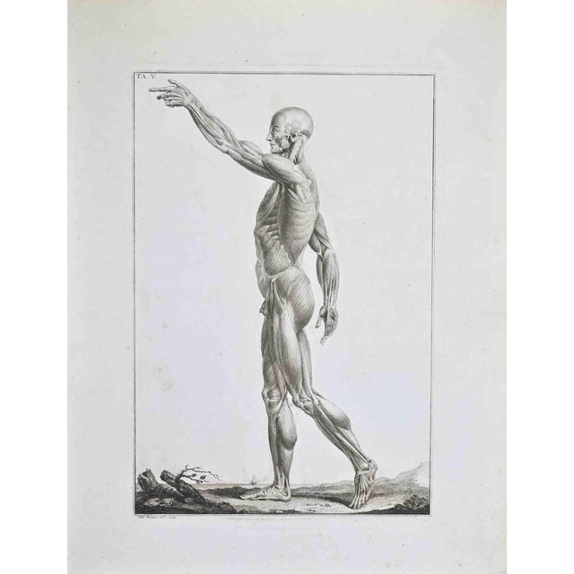 Etching realized by Paolo Mascagni and Antonio Serantoni in the first years of 19th Century, and published in 1810. Plate...