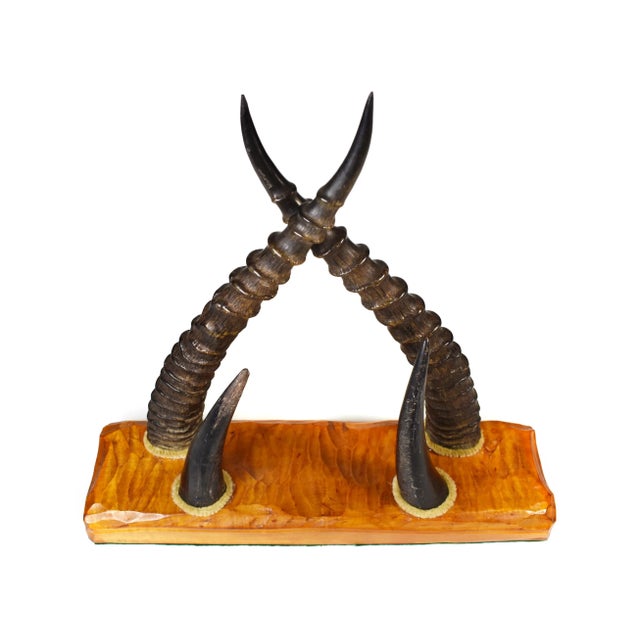 Stunning rare antelope and deer horns on wooden base office desk envelope paper holder, it is beautifully made and it will...