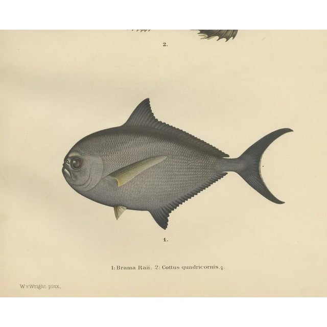 Rays Bream and Fourhorn Sculpin, Scandinavian Fish, Lithograph, 1895 For Sale - Image 3 of 10