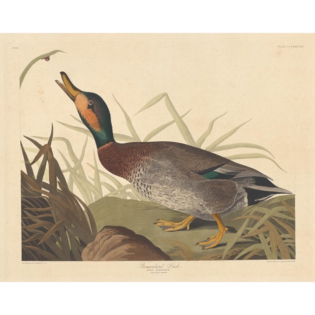 John James Audubon Vintage Reproductions of 1966 John James Audubon Waterbird Prints Featuring Birds, Plovers and Sandpipers - Collection of 4 For Sale - Image 4 of 9