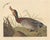 John James Audubon Vintage Reproductions of 1966 John James Audubon Waterbird Prints Featuring Birds, Plovers and Sandpipers - Collection of 4 For Sale - Image 4 of 9
