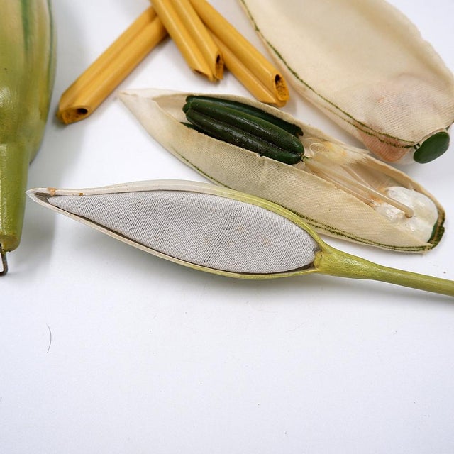 Osterloh Botanic Model of Wheat Flower, Germany, 1940s For Sale - Image 4 of 16