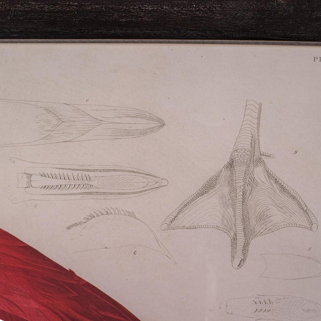 Wood Large Vintage Flamingo Picture, English, Framed Print, Jj Audubon, Wildlife Art For Sale - Image 7 of 12