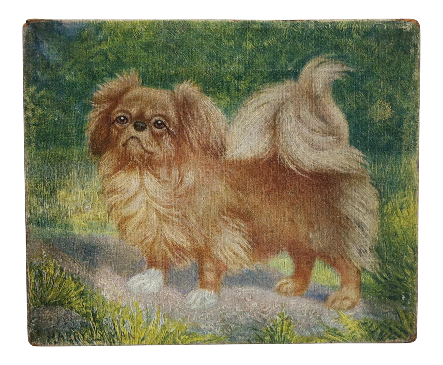 champion pekingese