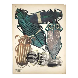 Original Seguy Insect From 1924 Antique Pochoir Plate #13