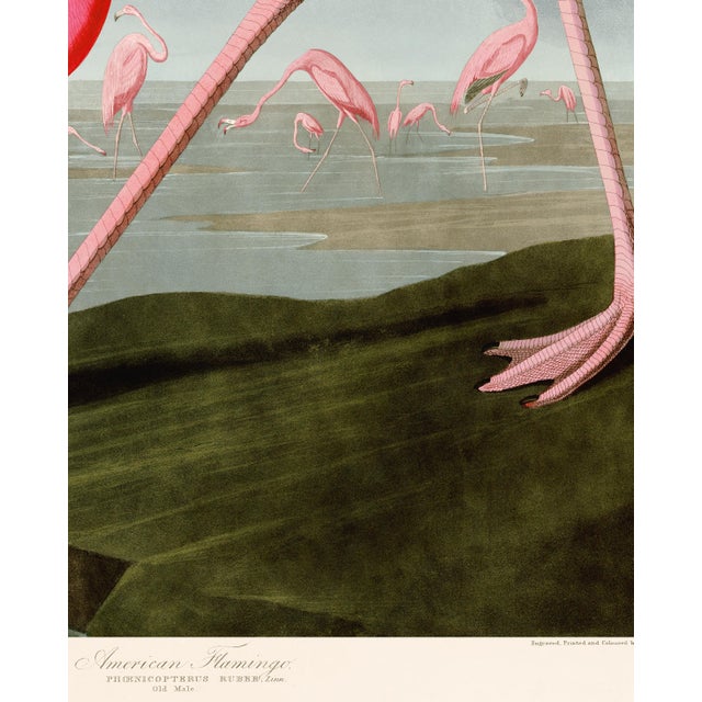 John James Audubon Audubon American Flamingo Giclee Reproduction 24x36 For Sale - Image 4 of 4