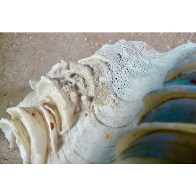 Ruffled Clamshell, Large, With Coral Color For Sale - Image 12 of 14