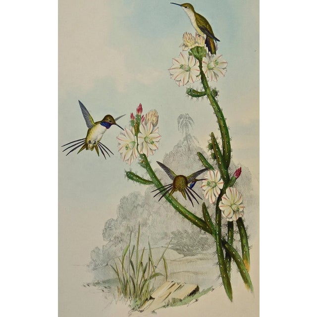 This is a hand-colored folio sized lithograph entitled "Calothorax Yarrelli", Yarrell's Wood-star Hummingbirds by John...