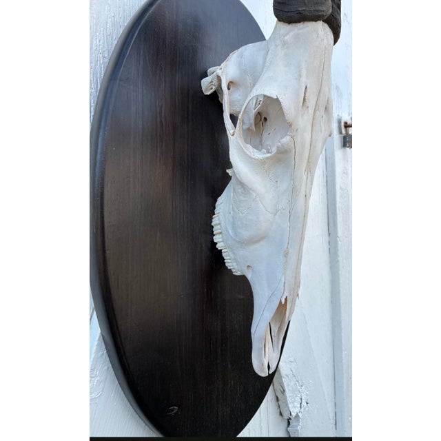 Animal Skin African Red Hartebeest Antelope Skull Mount Taxidermy South Africa For Sale - Image 7 of 12