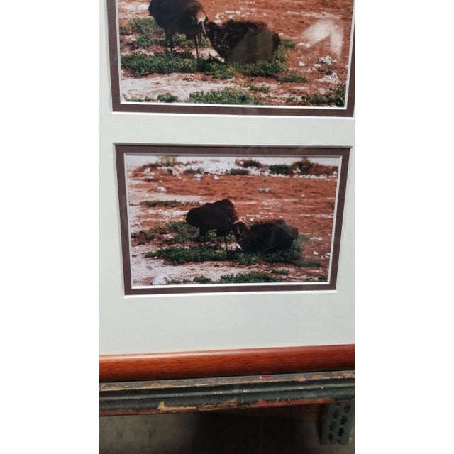 Hawaiian Nature Photographic Silver Print Set Titled "Mea'ai" by Michael Lemes For Sale - Image 4 of 8