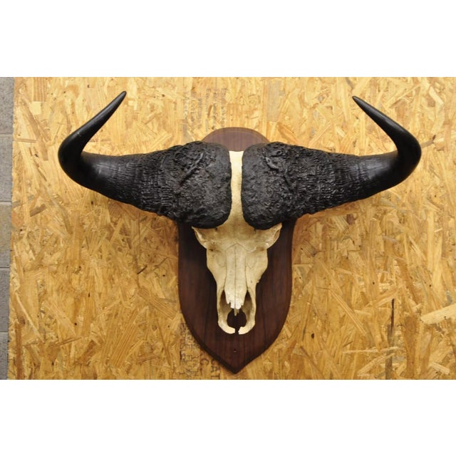 Vintage African Cape Buffalo Skull European Mount on Wooden Plaque Taxidermy For Sale - Image 11 of 11