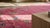 1920s Bright Pink Floral Modern Antique Chinese Deco Rug 8' 10" X 11' 6" Knotted Wool Carpet For Sale - Image 9 of 9