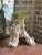 Vintage faux bois concrete planter that has been hand-sculpted to resemble a weathered tree stump, the piece features...