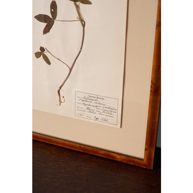 Framed Herbarium (Finland, C. 1928-30) Float Mount in Custom Burl Frame For Sale - Image 4 of 6