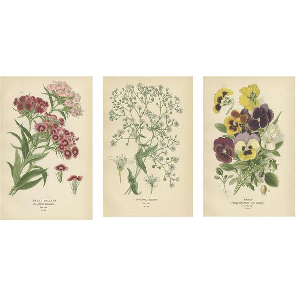 Edward Step, Floral Collection, 1896, Paper, Set of 3 For Sale