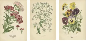 Edward Step, Floral Collection, 1896, Paper, Set of 3
