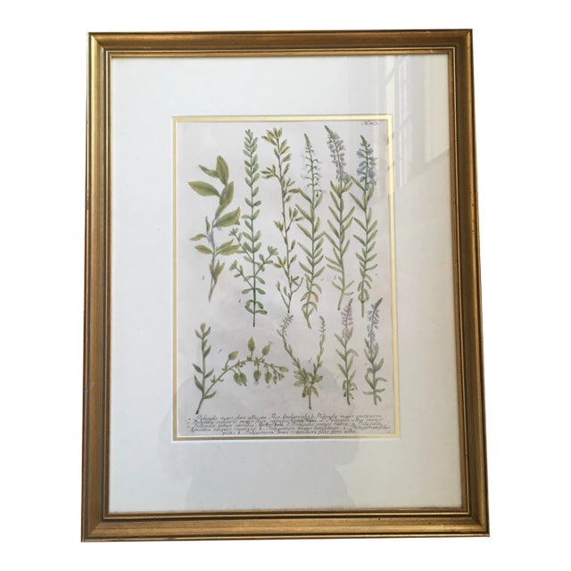 Herbs, Hand Colored Copper Plate Engraving by Johann Wilhelm Weinmann, Circa 1737, Framed For Sale