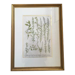 Herbs, Hand Colored Copper Plate Engraving by Johann Wilhelm Weinmann, Circa 1737, Framed