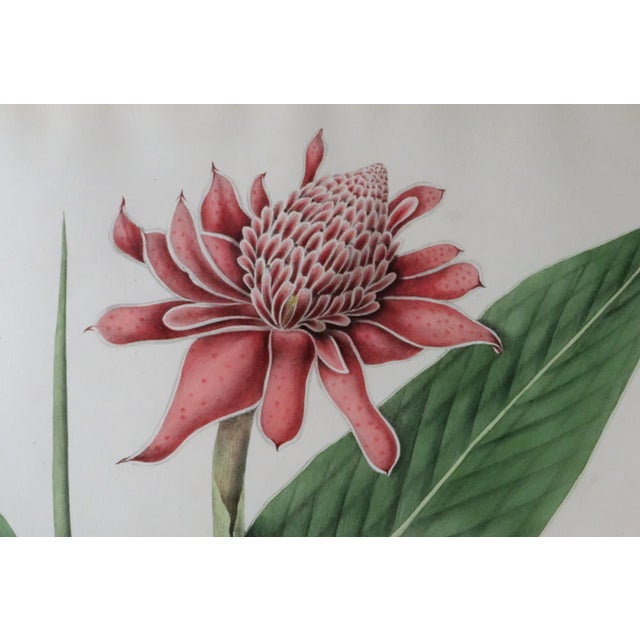 William Roscoe Botanical Tropical Plant Large Print, Alpinia Magnifica, Monandrian Plant of the Order Scitamineae,...