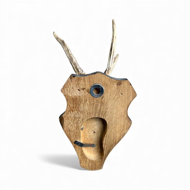 1980s 1980s Roe Deer Trophy 26 Black Forest Antlers For Sale - Image 5 of 5