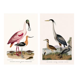 Great Heron & Roseate Spoonbill Diptych, Vintage Art Print Reproduction, 24" X 36" For Sale