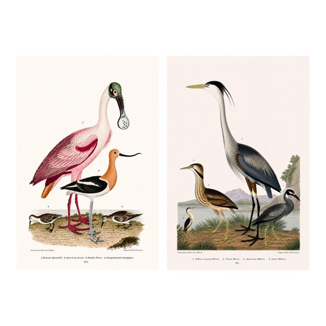 Great Heron & Roseate Spoonbill Diptych, Vintage Art Print Reproduction, 24" X 36" For Sale