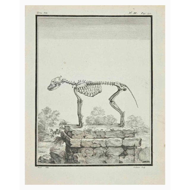 The skeleton is an etching realized in 1771 by Claude Jardinier. Signed on the flat. The Artwork Belongs to the Suite...