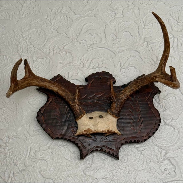 Early 20th Century Early 20th Century Black Forest Style Deer Antler Trophy on Carved Shield Plaque For Sale - Image 5 of 7