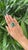 2020s 24.87 Carats, Natural Zambian Emerald Sugarloaf & Yellow Diamonds Cocktail Ring, Us Size 6.5 For Sale - Image 5 of 11