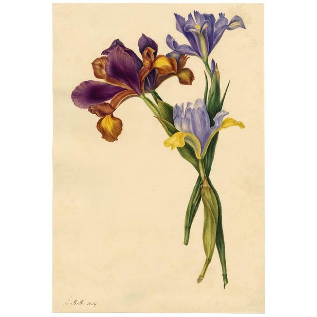 E.B.R., Spanish Iris (Iris xiphium) Flower, Watercolor For Sale - Image 3 of 7