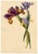 E.B.R., Spanish Iris (Iris xiphium) Flower, Watercolor For Sale - Image 3 of 7