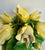 Hollywood Regency Vintage Italian Hand-Painted Yellow Tulip Majolica Bouquet Centerpiece For Sale - Image 3 of 12