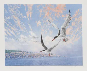 Chris Forrest, "Common Terns," Lithograph