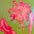 Modern Pink Flower Painting, Original 11x14 Oil and Acrylic, Gold Hot Pink Floral on Olive Green, Modern Botanical Art, Framed Tatiana Duperault For Sale - Image 3 of 4