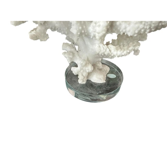 1980s 1980s Set of Two Nautical Beach House Natural Faux White Coral Pieces on Plexiglass For Sale - Image 5 of 9