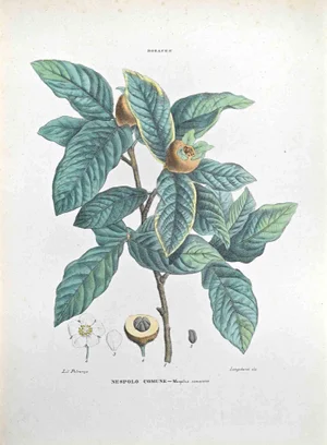 Vincenzo Tenore, The Common Medlar, Lithograph, 1870s