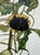 White Egon Schiele (1890-1918), Sunflowers, 1917, Printed in Italy For Sale - Image 8 of 12