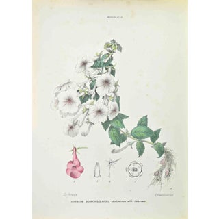 Vincenzo Tenore, White,Lilac Achimene, Lithograph, 1870s For Sale