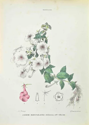 Vincenzo Tenore, White,Lilac Achimene, Lithograph, 1870s