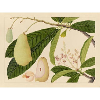Golden Tropic Botanicals, Giclée Print #16 Reproduction For Sale