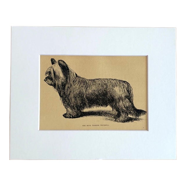 Antique Dog Print in 8 x 10 Mat, ca. 1890: "The Skye Terrier Thurkill" For Sale